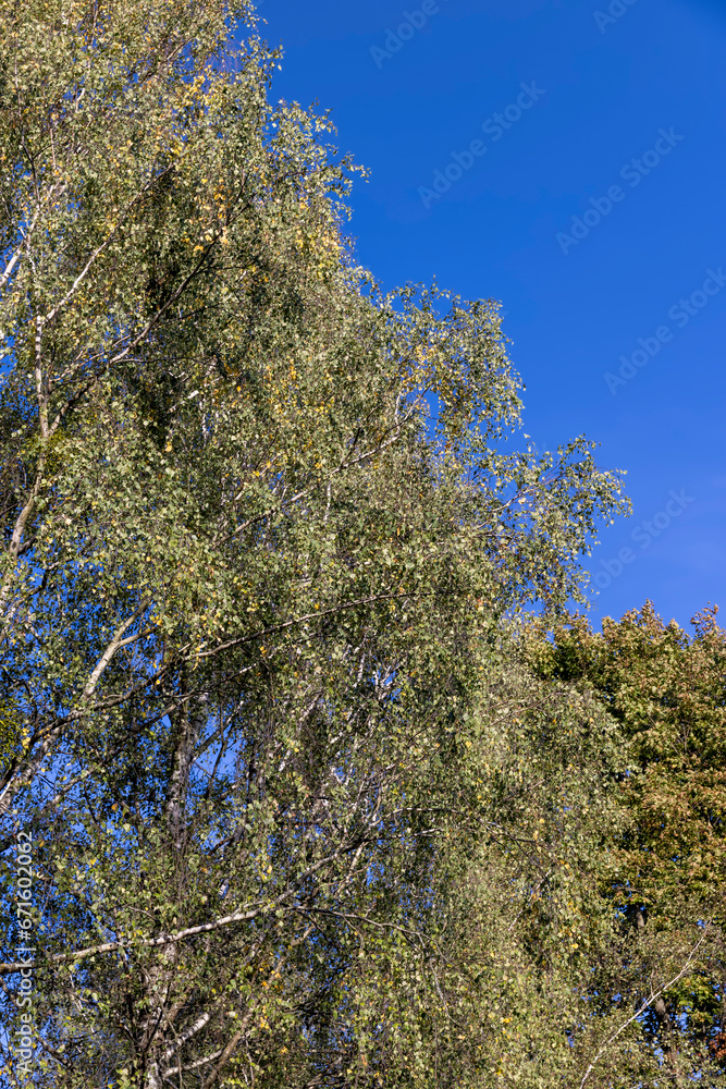 changing the color of foliage on birch trees in autumn weather changing the color of foliage on birch trees in autumn weather