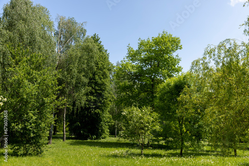 deciduous trees with green foliage in spring  green foliage