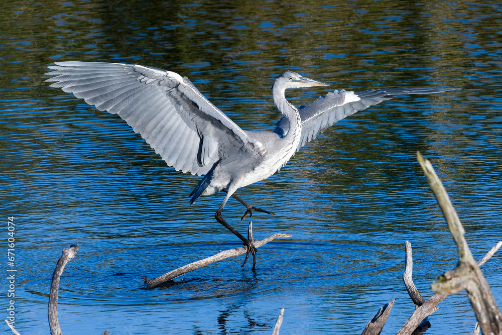 Naklejka premium Graureiher bei der Landung 