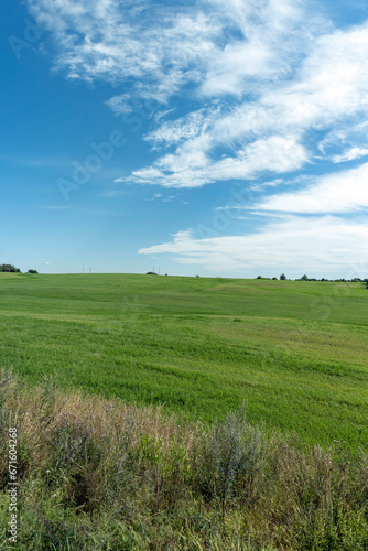 a field with green grass in the summer season