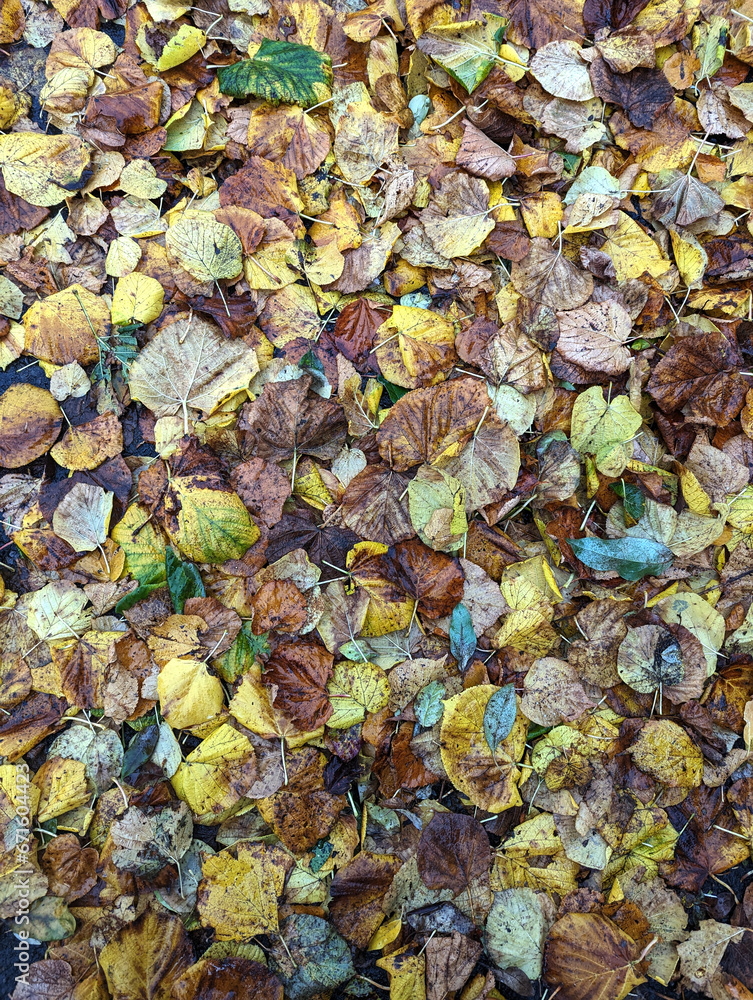 autumn leaves background autumn leaves background