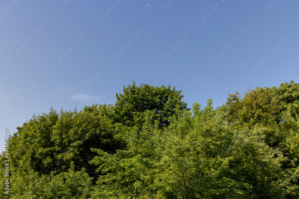 mixed forest with trees of different species in the summer season