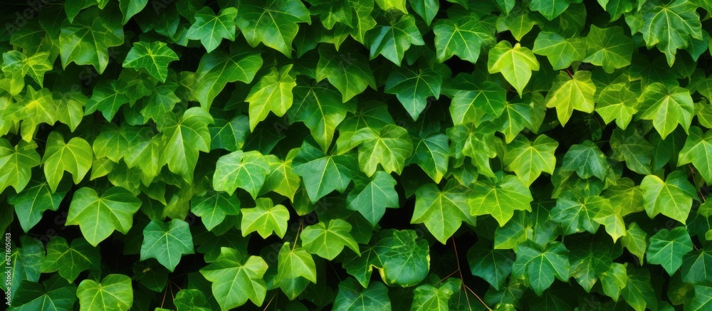 Thai ivy with green backdrop Thai ivy with green backdrop