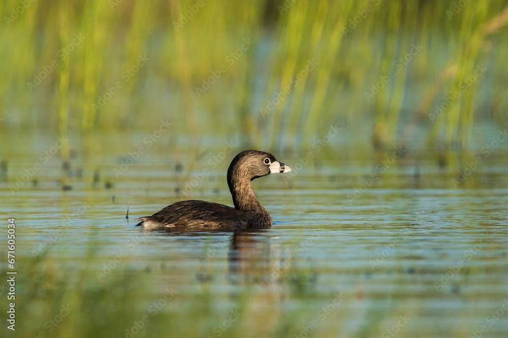 Obraz premium White tufted grebe, La Pampa, Patagonia,Argentina