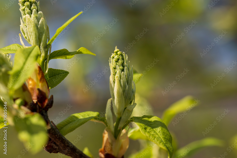 Obraz premium the branches of the bird cherry tree in the spring season
