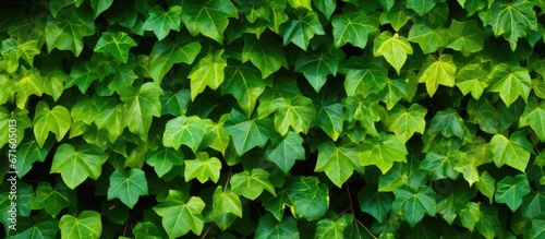Thai ivy with green backdrop