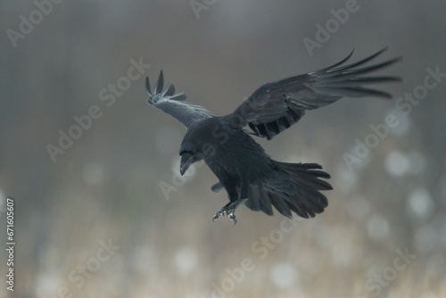 Bird beautiful raven Corvus corax North Poland Europe