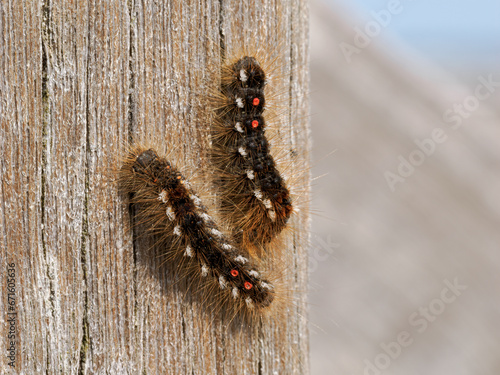 Brown tail Moth caterpillar photo