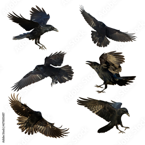 Birds flying ravens isolated on white background Corvus corax. Halloween - six birds, silhouette of a large black bird in flight cut out on a white background for use in graphic arts © Marcin Perkowski