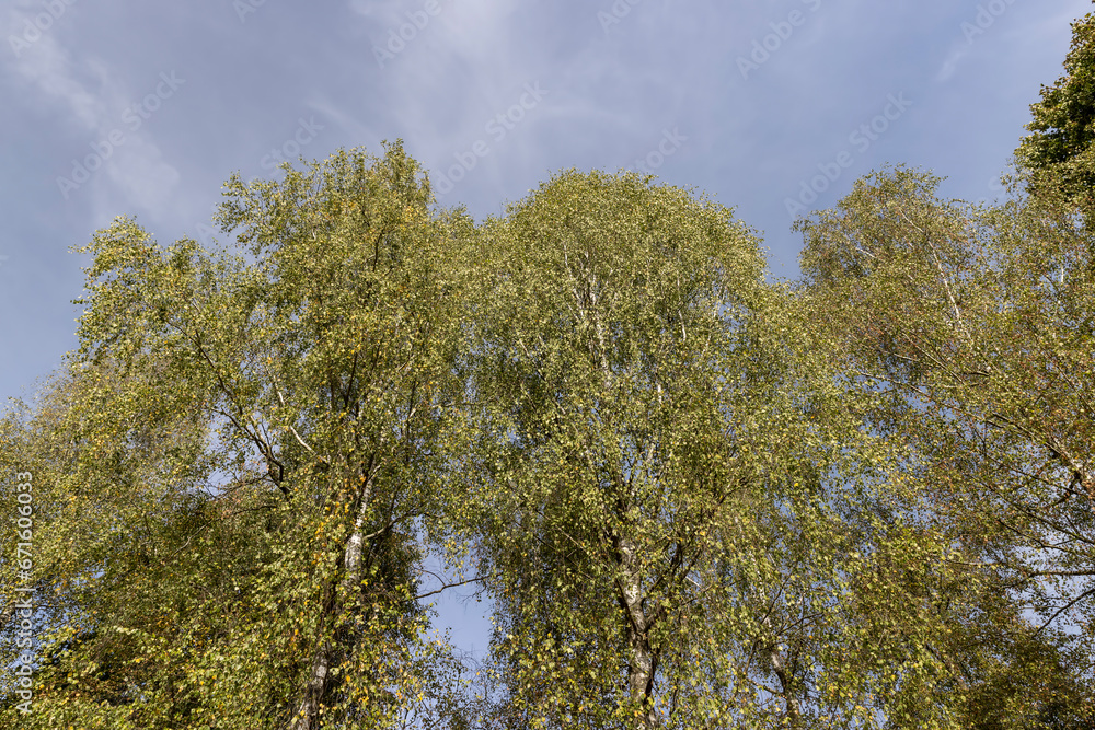 yellowing birch foliage in early autumn yellowing birch foliage in early autumn