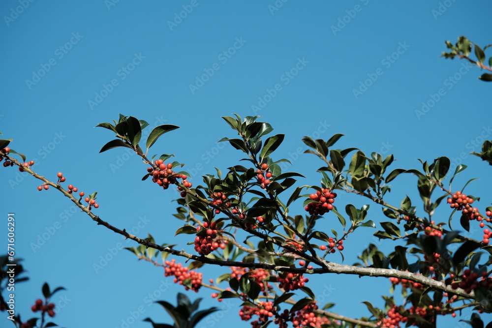 Houx sans épines JC van Tol avec ses fruits rouges sur font de ciel bleu Houx sans épines JC van Tol avec ses fruits rouges sur font de ciel bleu