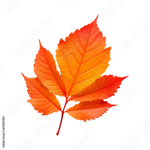 Orange maple leaf on white transparent background. Created with generative AI