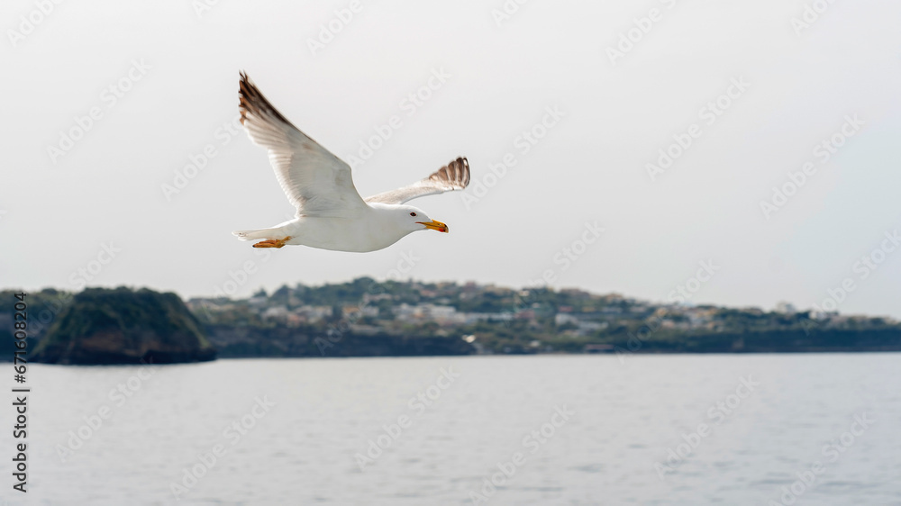 Seagull flying in the sky over the sea and Iscia iseland. Italy, Autumn Seagull flying in the sky over the sea and Iscia iseland. Italy, Autumn