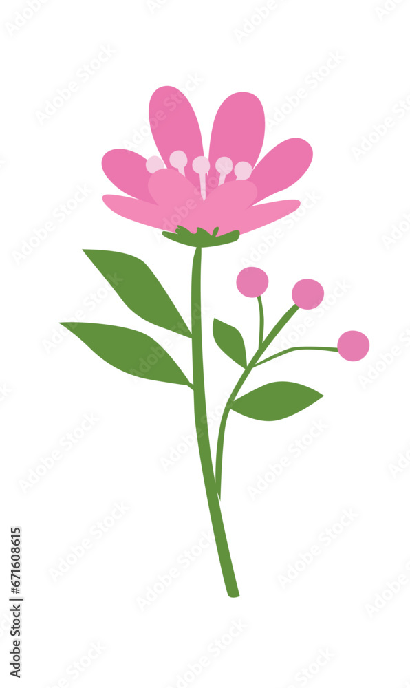 Floral vector. Spring flower. Flat flower. Flower bloom. Flat vector in cartoon style isolated on white background,