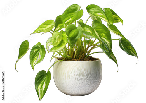 Botanical Beauty on a Clear Canvas