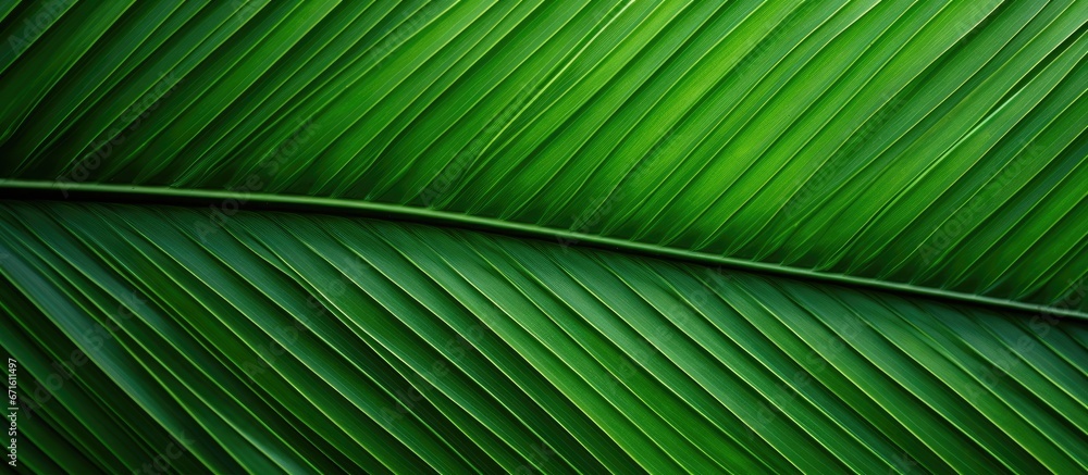 Palm trees texture as green nature backdrop Palm trees texture as green nature backdrop
