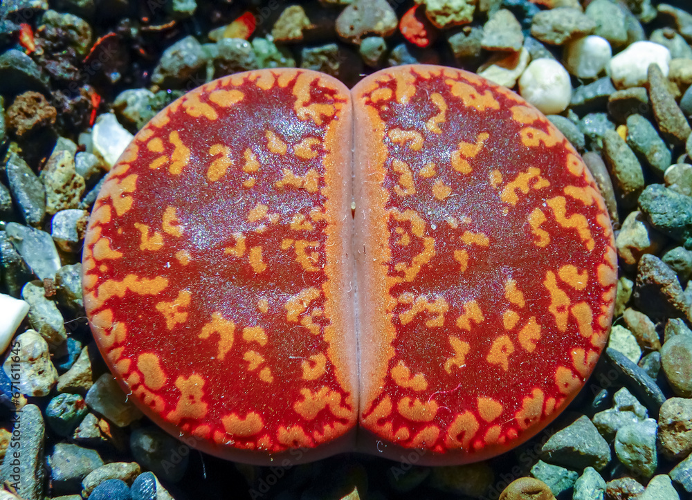 Mesembs (Lithops lesliei) South African plant from Namibia