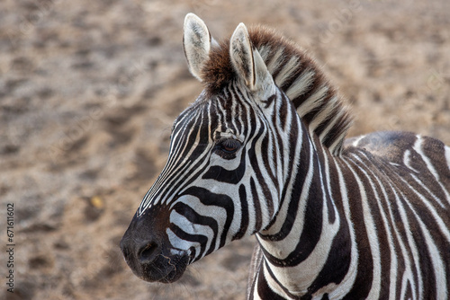 Plains Zebra  Equus quagga  Spotted Outdoors in Africa..Plains Zebra  Equus quagga  Spotted Outdoors in Africa