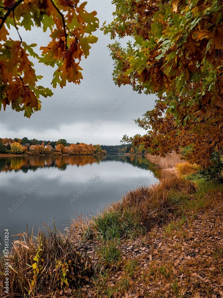 autumn in the forest