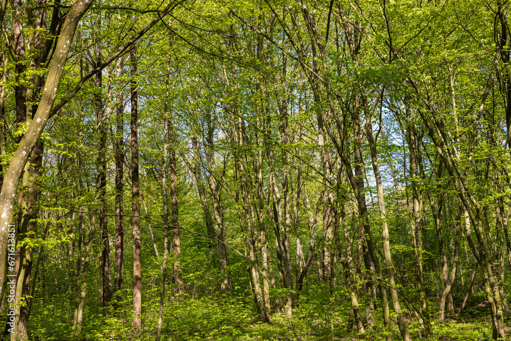 young foliage on deciduous trees in the forest in the spring season young foliage on deciduous trees in the forest in the spring season
