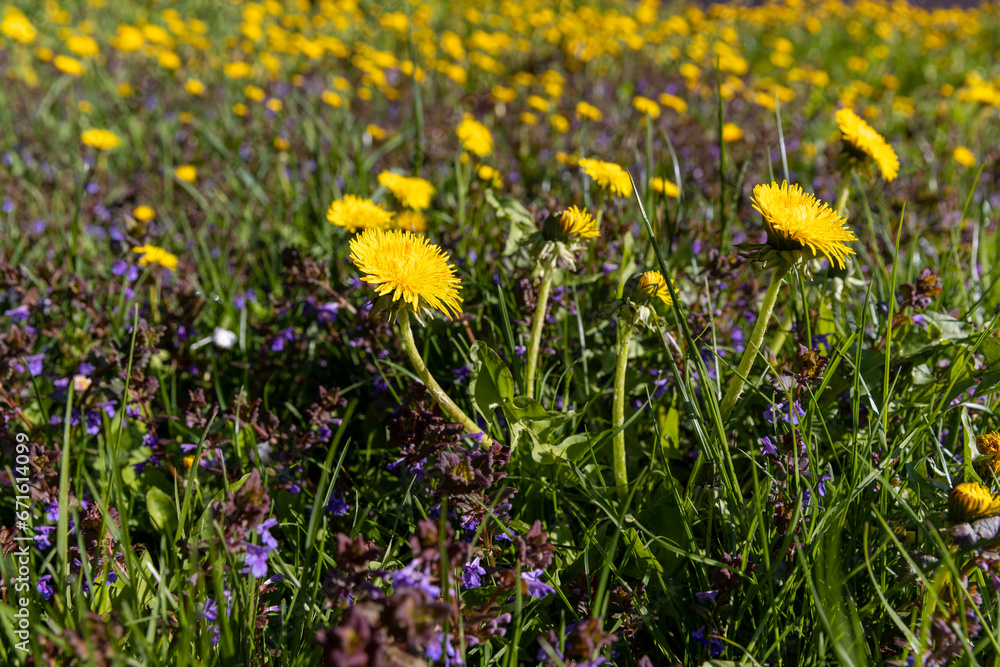 spring yellow dandelions in sunny weather, close-up spring yellow dandelions in sunny weather, close-up