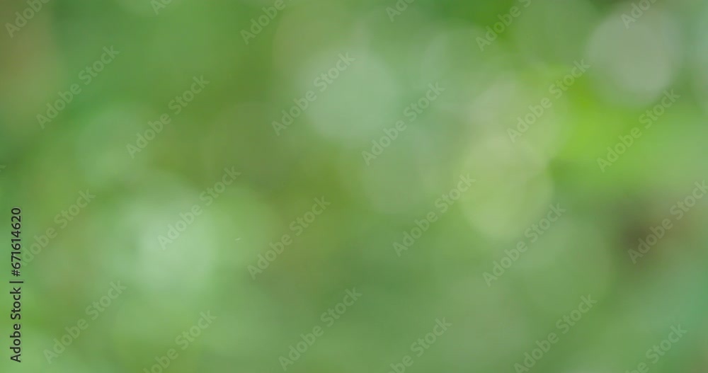 green bokeh background green bokeh background