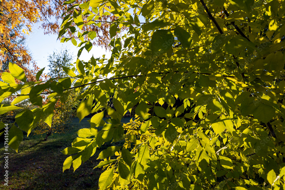 Maple tree foliage in autumn Maple tree foliage in autumn