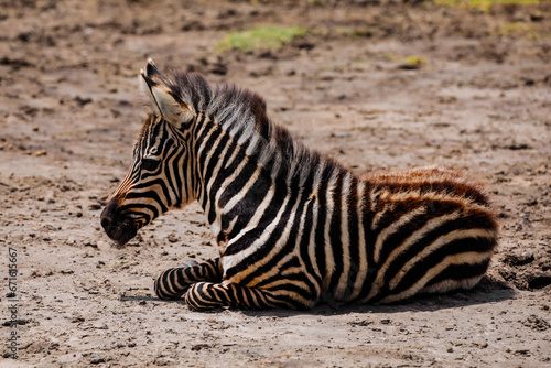 small zebra foal lies in a meadow and looks camera