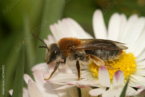 Closeup on a female orange-tailed, mining bee, Andrena haemorrhoa, sitting on a white common daisy flower
