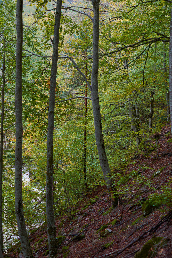 Fototapeta premium The colors of autumn in the beech forest on the route to the Puente Ra waterfalls in the Sierra de Cebollera (La Rioja). Spain