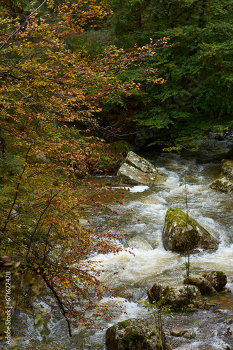 The colors of autumn in the beech forest on the route to the Puente Ra waterfalls in the Sierra de Cebollera (La Rioja). Spain