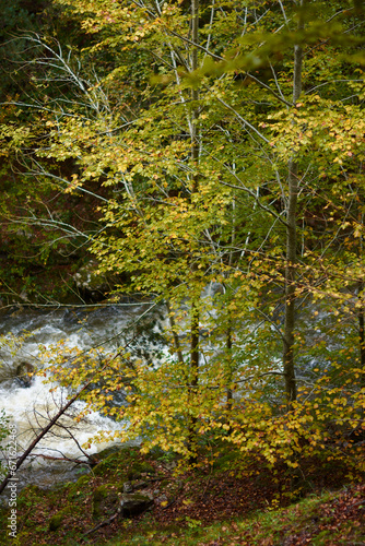 The colors of autumn in the beech forest on the route to the Puente Ra waterfalls in the Sierra de Cebollera (La Rioja). Spain