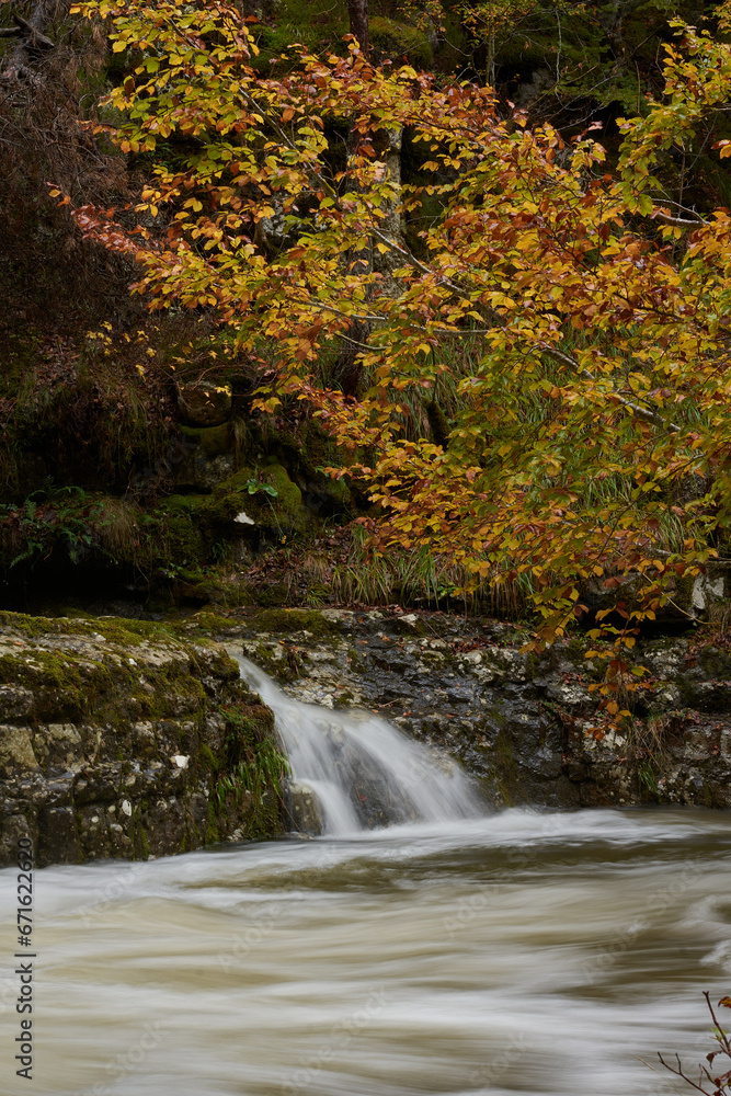 The colors of autumn in the beech forest on the route to the Puente Ra waterfalls in the Sierra de Cebollera (La Rioja). Spain