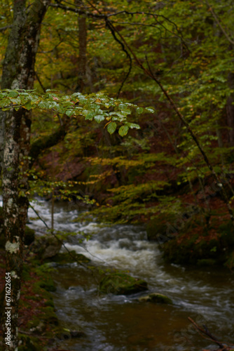 The colors of autumn in the beech forest on the route to the Puente Ra waterfalls in the Sierra de Cebollera (La Rioja). Spain