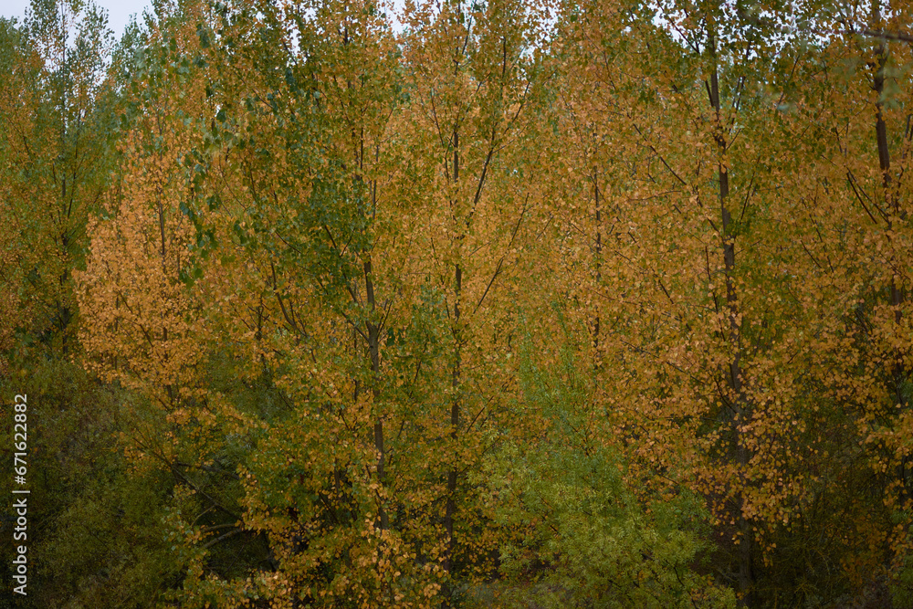 The colors of autumn in the Piqueras river as it passes through Lumbreras. The Rioja. Spain