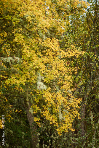 The colors of autumn in the beech forest on the route to the Puente Ra waterfalls in the Sierra de Cebollera (La Rioja). Spain