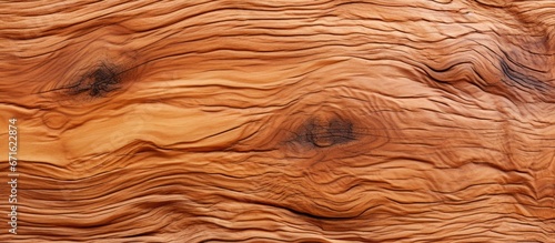 Macro Ormosia wooden texture Afzelia xylocarpa LEGUMINOSAE FABACEAE photo