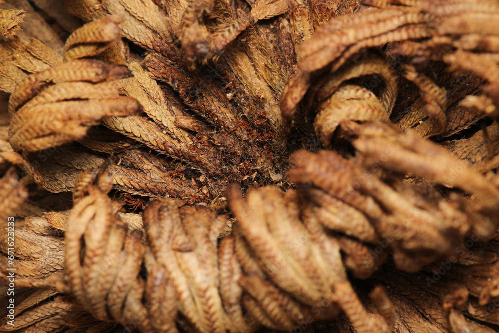Picture of Selaginella lepidophylla resurrection plant Picture of Selaginella lepidophylla resurrection plant