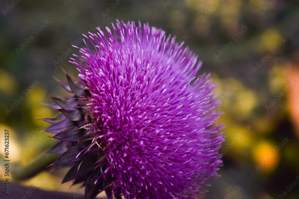 Sumergete en un mundo lleno de colores vibrantes y detalles perfectos y la serenidad que la naturaleza nos proporciona. Descubre nuestra seleccion de fotografias de plantas, capturadas con amor. Sumergete en un mundo lleno de colores vibrantes y detalles perfectos y la serenidad que la naturaleza nos proporciona. Descubre nuestra seleccion de fotografias de plantas, capturadas con amor.