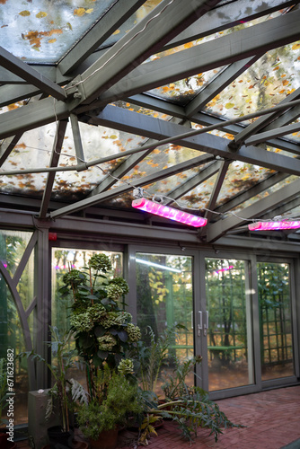 Phytolamps in greenhouse garden in autumn-winter time for plants grown instead sun. UV lamps artificial lighting for plant cultivation concept. Purple pink light flower glasshouse hothouse orangery.