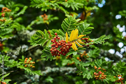 berries on a branch