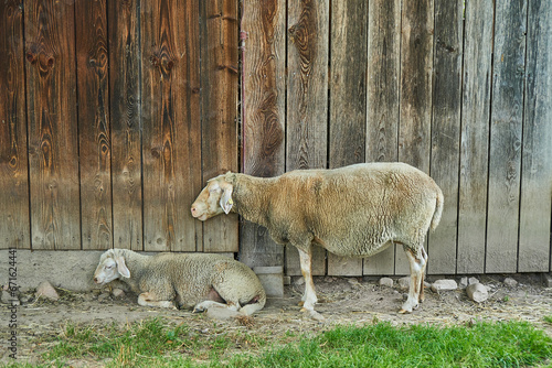 Sheep near the barn