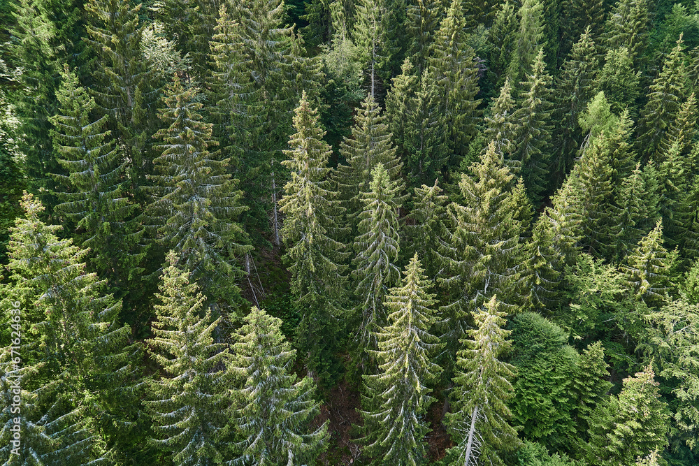 Fototapeta premium Pine forest