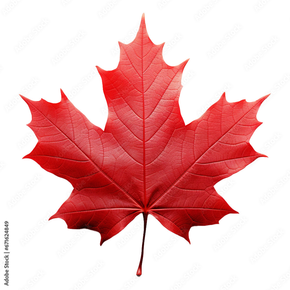 Obraz premium Red maple leaf isolated on white transparent background. Created with generative AI