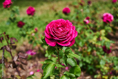 pink rose in garden