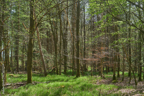 forest in spring