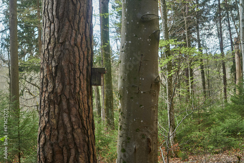 Wildlife camera in the forest