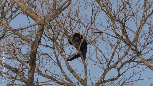 Howler monkeys, Alouatta, climbing through the canapy of topic trees in the swamp area of the Pantanal in Brazil. photo