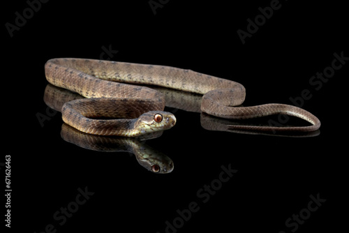 slug-eating snake isolated on black background, Pareas carinatus, a snail-eating snake	 photo