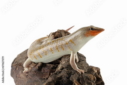 Sandfish lizard on wood isolated on white  Scincus scincus 